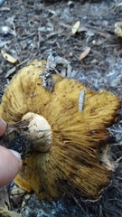 Calocybe hypoxantha