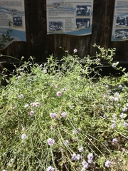 Glandularia lilacina