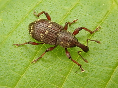 Hylobius pinastri