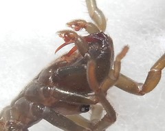 Atypus karschi
