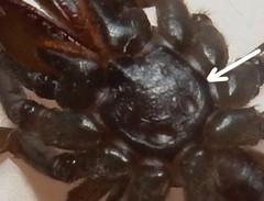 Atypus karschi