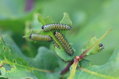 Periclista lineolata