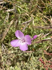 Clarkia lewisii