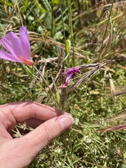 Clarkia lewisii