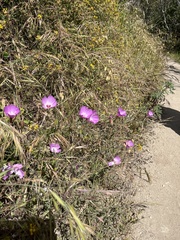 Clarkia lewisii