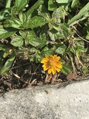 Sphagneticola trilobata