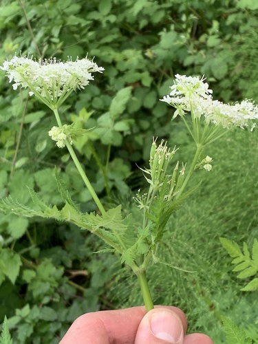 Cicely (Myrrhis odorata)
