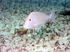 Saucereye Porgy photo 5