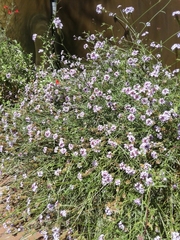 Glandularia lilacina
