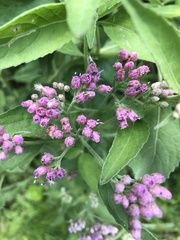 Pluchea odorata