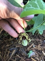 Aristolochia fimbriata