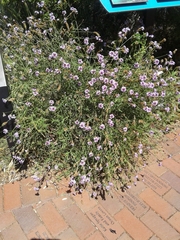 Glandularia lilacina