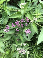 Pluchea odorata