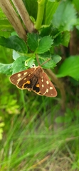 Arctia aulica