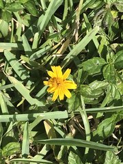 Sphagneticola trilobata