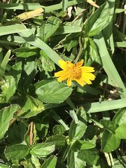 Sphagneticola trilobata