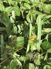 Sphagneticola trilobata