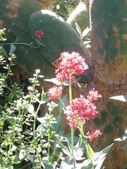 Glandularia lilacina