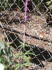 Glandularia lilacina