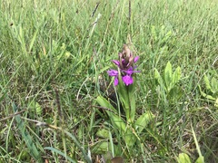 Dactylorhiza × aschersoniana