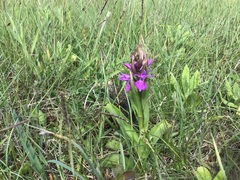 Dactylorhiza × aschersoniana