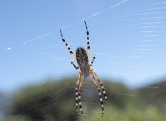 Araneus annulipes