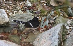 Enicurus leschenaulti