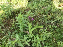 Dactylorhiza × aschersoniana