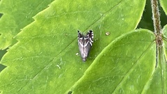 Glyphipterix simpliciella