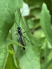 Limneriini