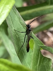 Limneriini