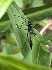 Limneriini