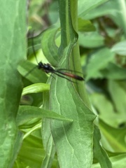 Limneriini