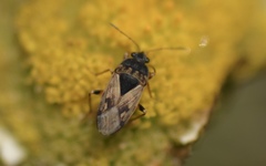 Trapezonotus ullrichi