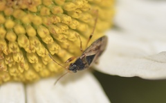 Trapezonotus ullrichi