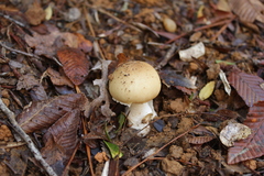 Amanita diemii