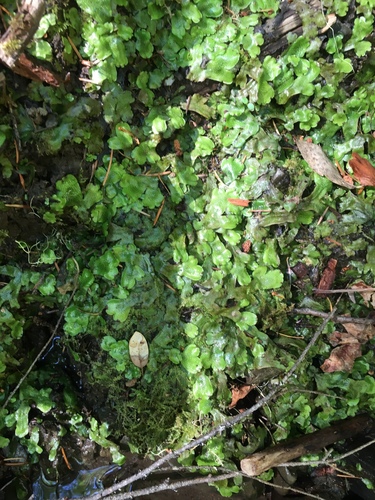 iNaturalist observation photo of Conocephalum conicum