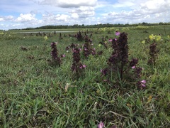 Pedicularis palustris