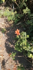 Tecomaria capensis