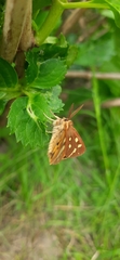 Arctia aulica