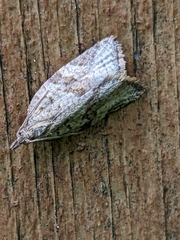 Argyrotaenia franciscana