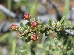 Ceanothus roderickii