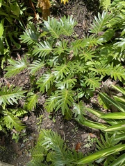 Thaumatophyllum xanadu