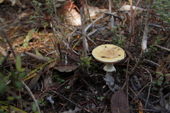 Amanita toxica