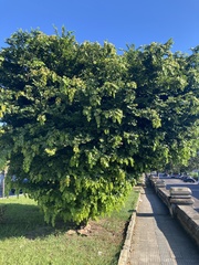 Sarcomphalus joazeiro