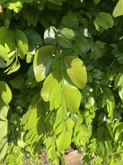 Sarcomphalus joazeiro