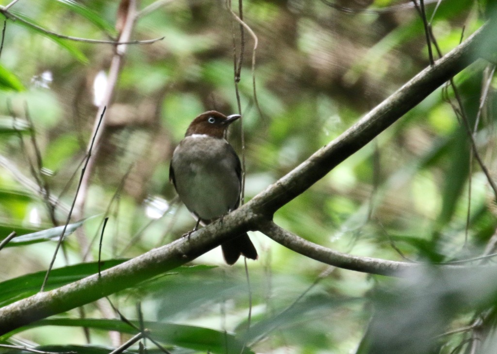 White-Eyed Thrush