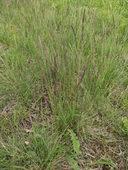 Festuca rubra