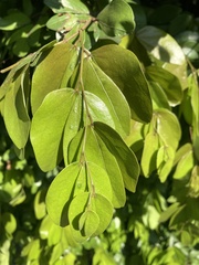 Sarcomphalus joazeiro