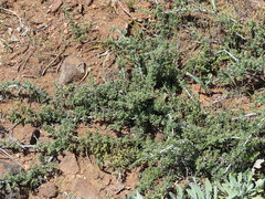 Ceanothus roderickii